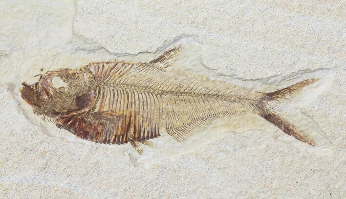 Diplomystus Fossil Fish - Wyoming #71863